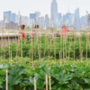 NOUVEAU : un certificat universitaire dédié à l’agriculture urbaine ! NOUVEAU : un certificat universitaire dédié à l’agriculture urbaine !